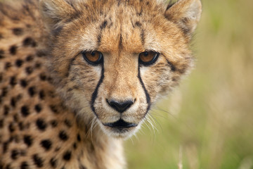 Portrait of young cheetah © Magdalena Bujak