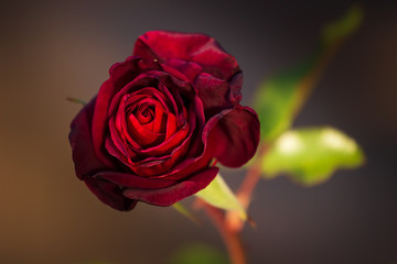 background bud of red rose / Red Rose