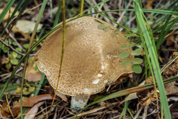 Mushroom boletus.The most delicious kind of mushrooms in Europe. Oak boletus mushroom found in the forest close up. Acorn. Fallen leaves. Nature
