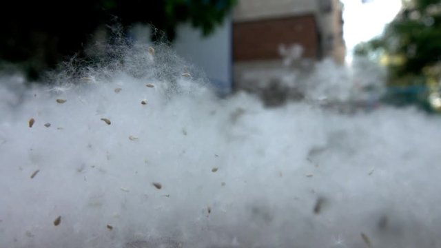 Fruiting of Black poplar (Populus nigra). Earrings of poplar burst, threw a lot of white pappus with seeds. Fluff of cottonwood fleeced landscape, summer snow impression. Super slow motion 1000 fps