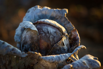 cabbage in the garden