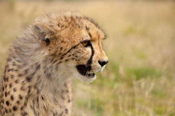 Portrait of young cheetah