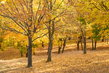 Red and Orange Autumn Leaves Background, Golden autumn in warm colors