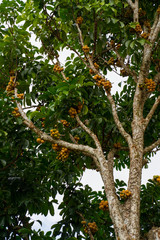 A fresh fruit Longkong and leaf on the Longkong tree in the harvest season. Longkong is a tropical fruit.