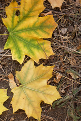 Red and Orange Autumn Leaves Background, Golden autumn in warm colors