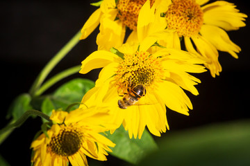 Spring single daisy flower and bee