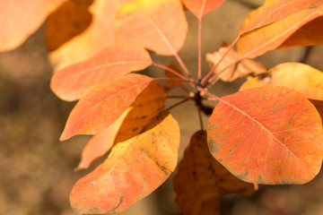 Obraz premium Red and Orange Autumn Leaves Background, Golden autumn in warm colors
