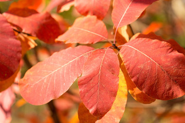 Red and Orange Autumn Leaves Background, Golden autumn in warm colors