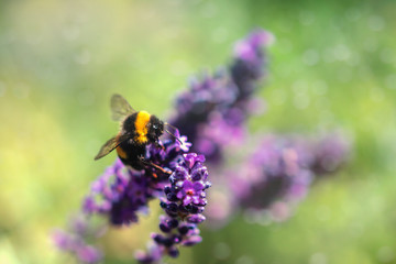 Insekten und Lavendel