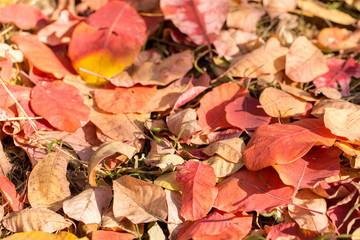Red and Orange Autumn Leaves Background, Golden autumn in warm colors