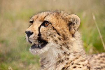 Obraz na płótnie Canvas Portrait of young cheetah