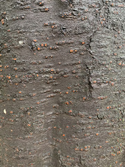 black tree trunk for texture background