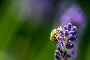Insekten un Lavendel
