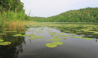 Water lilies on the surface of water on Lake Obst, Masurien region in Poland