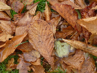 Herbstlaub , braun