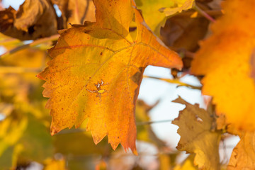 Autumn grapes with red leaves, the vine at sunset is reddish yellow	
