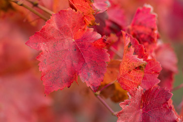Autumn grapes with red leaves, the vine at sunset is reddish yellow	