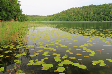 View on Lake Obst in summer season. Lilies floating on water