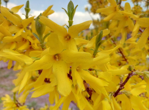 closeup piture of beautiful flowers
