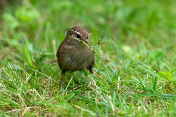 Zaunk&ouml;nig sammelt Nestbau material