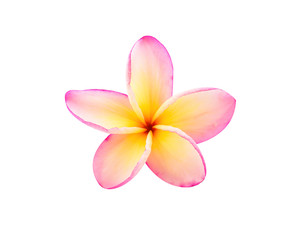 Fototapeta na wymiar frangipani flowers isolated on white background