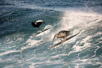 Enten und Blässhuhn Surfen