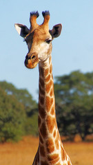 giraffe's head and neck