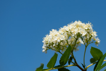 white flowers of a tree