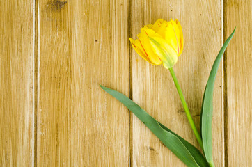 One yellow tulip lies on old wooden table