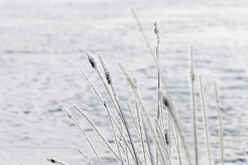 Hoarfrost on dry grass in winter.