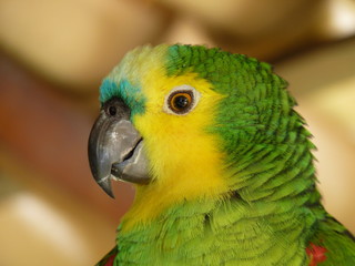 Amazona Aestiva (Papagaio-verdadeiro)