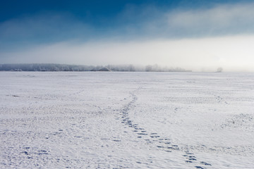 White and snowy field in winter.