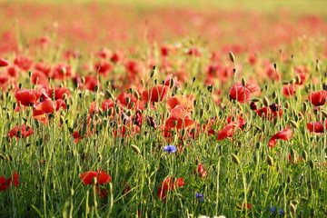 Blossoms red poppy flowers in summer countryside