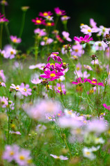 It is a photograph of the cosmos flowers