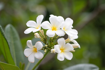 Fototapeta na wymiar Frangipani Tropical Spa Flower. Plumeria flower on plant