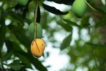 Fresh Raw and ripe  Mango on tree, Summer fruit on tree