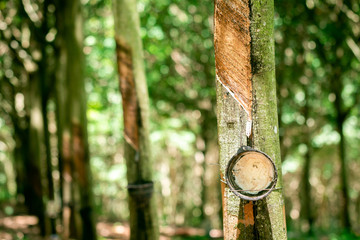 Tapping sap from the rubber tree