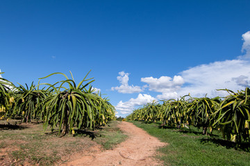 Plantation Dragon fruit on garden, Raw Pitaya fruit on tree, A pitaya or pitahaya is the fruit of...