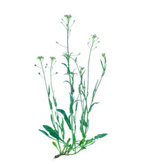 Capsella bursa-pastoris isolated on white background.