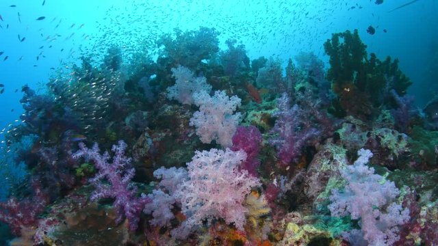 Tropical coral reef covered with soft corals and schools of fish