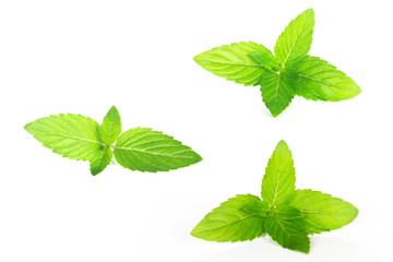 Collection set of fresh  mint leaf on white background, Isolated mint leaves