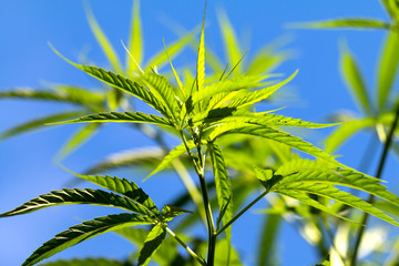 Cannabis Plants on Field with Blue Sky background