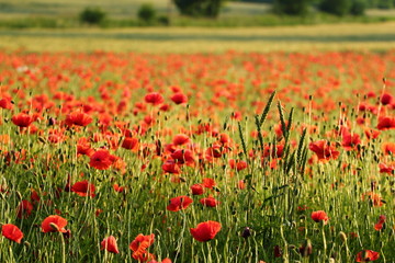 Field of blossoms poppy flowers in the summer