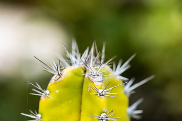 Macro - Cacto - Cactus