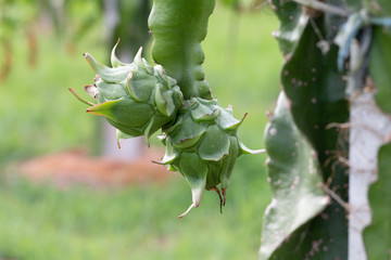 Dragon fruit field or  Landscape of pitahaya field, A pitaya or pitahaya is the fruit of several cactus species indigenous to the Americas