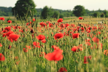 Fototapeta na wymiar Field of red poppy flowers in the summer