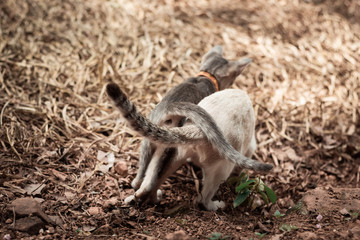 Mother, cat and kitten forever