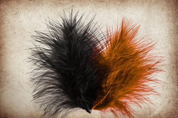 Beautiful abstract close up color brown  orange and black feathers on the brown and white isolated paper background and wallpaper