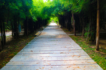 Beautiful nature and forest bamboo and tree tunnel road at public parks