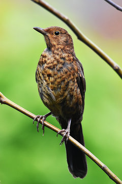 juvenile blackbird perched in tree